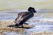 Male Musk Duck, Coorong, SA, Australia, March 2006 - click for larger image