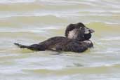 Male Musk Duck, Coorong, SA, Australia, March 2006 - click for larger image