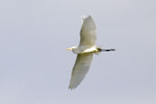 Cattle Egret, Cobargo, NSW, Australia, April 2006 - click for larger image