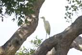 Cattle Egret, Cobargo, NSW, Australia, April 2006 - click for larger image