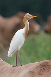 Cattle Egret, Daintree, Queensland, Australia, November 2010 - click for larger image