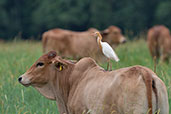 Cattle Egret, Daintree, Queensland, Australia, November 2010 - click for larger image