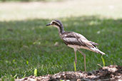 Bush Thick-knee, Cairns, Queensland, Australia, November 2010 - click for larger image