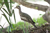 Bush Thick-knee, Cairns, Queensland, Australia, November 2010 - click for larger image