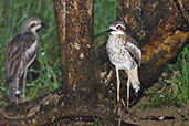 Bush Thick-knee, Cairns, Queensland, Australia, November 2010 - click for larger image