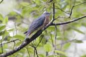 Fan-tailed Cuckoo, Tarra Bulga NP, Victoria, Australia, April 2006 - click for larger image