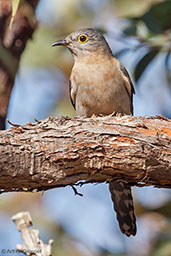 Fan-tailed Cuckoo, Cheynes Beach, Western Australia, October 2013 - click for larger image