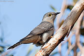 Fan-tailed Cuckoo, Cheynes Beach, Western Australia, October 2013 - click for larger image
