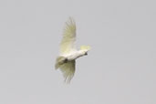 Sulphur-crested Cockatoo, Melbourne, Victoria, Australia, January 2006 - click for larger image