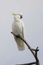 Sulphur-crested Cockatoo, Canberra, ACT, Australia, March 2006 - click for larger image