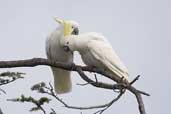 Sulphur-crested Cockatoo, Canberra, ACT, Australia, March 2006 - click for larger image