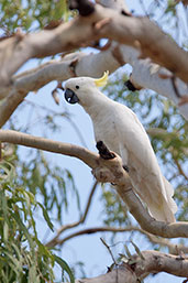 Sulphur-crested Cockatoo, Lakefield National Park, Queensland, Australia, November 2010 - click for larger image