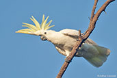 Sulphur-crested Cockatoo, Mary River, Northern Territory, Australia, October 2013 - click for larger image