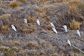 Major Mitchell's Cockatoo, Glen Helen, Northern Territory, Australia, September 2013 - click for larger image