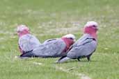 Galah, Warrnambool, Victoria, Australia, February 2006 - click for larger image