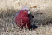 Galah, Wyperfield, Victoria, Australia, February 2006 - click for larger image