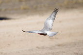 Galah, Wyperfield, Victoria, Australia, February 2006 - click for larger image