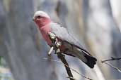 Galah, Deniliquin, NSW, Australia, March 2006 - click for larger image