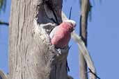 Galah, Deniliquin, NSW, Australia, March 2006 - click for larger image