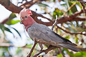 Galah, Cheynes Beach, Western Australia, October 2013 - click for larger image