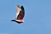 Galah, Cheynes Beach, Western Australia, October 2013 - click for larger image