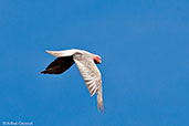 Galah, Cheynes Beach, Western Australia, October 2013 - click for larger image