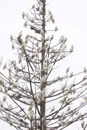 Little Corella, Kangaroo Island, SA, Australia, March 2006 - click for larger image