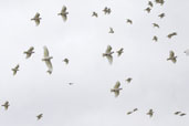 Little Corella, Kangaroo Island, SA, Australia, March 2006 - click for larger image