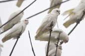 Little Corella, Kangaroo Island, SA, Australia, March 2006 - click for larger image