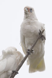 Little Corella, Kangaroo Island, SA, Australia, March 2006 - click for larger image