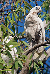 Little Corella, Kakadu, Northern Territory, Australia, October 2013 - click for larger image