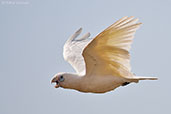 Little Corella, Kakadu, Northern Territory, Australia, October 2013 - click for larger image