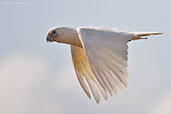 Little Corella, Kakadu, Northern Territory, Australia, October 2013 - click for larger image