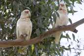 Long-billed Corella, Grampians NP, Victoria, Australia, February 2006 - click for larger image