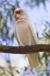 Long-billed Corella, Deniliquin, NSW, Australia, March 2006 - click for larger image