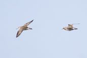 Sharp-tailed Sandpiper, The Coorong, SA, Australia, March 2006 - click for larger image