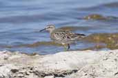 Sharp-tailed Sandpiper, The Coorong, SA, Australia, March 2006 - click for larger image