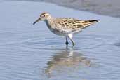 Sharp-tailed Sandpiper, The Coorong, SA, Australia, March 2006 - click for larger image