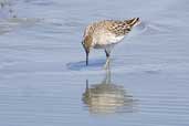 Sharp-tailed Sandpiper, The Coorong, SA, Australia, March 2006 - click for larger image