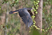 Red-tailed Black-cockatoo, Lakefield NP, Queensland, Australia, November 2010 - click for larger image