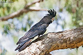 Red-tailed Black-cockatoo, Lakefield NP, Queensland, Australia, November 2010 - click for larger image