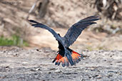 Red-tailed Black-cockatoo, Lakefield NP, Queensland, Australia, November 2010 - click for larger image