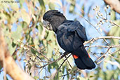 Red-tailed Black-cockatoo, Kakadu, Northern Territory, Australia, October 2013 - click for larger image