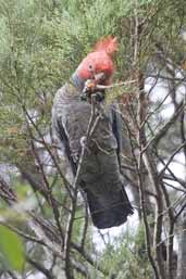 Male Gang-gang Cockatoo, Grampians NP, Victoria, Australia, February 2006 - click for larger image