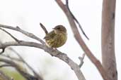 Striated Fieldwren, Strahan, Tasmania, Australia, February 2006 - click for larger image