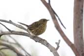 Striated Fieldwren, Strahan, Tasmania, Australia, February 2006 - click for larger image