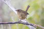 Striated Fieldwren, Strahan, Tasmania, Australia, February 2006 - click for larger image