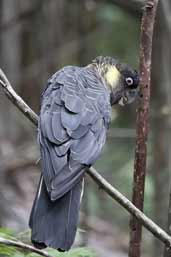 Yellow-tailed Black-Cockatoo, Mt. Wellington, Tasmania, Australia, February 2006 - click for larger image