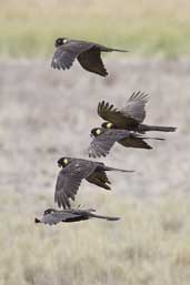 Yellow-tailed Black-Cockatoo, Bool Lagoon, SA, Australia, February 2006 - click for larger image