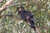 Yellow-tailed Black-Cockatoo, Kangaroo Island, SA, Australia, March 2006 - click for larger image